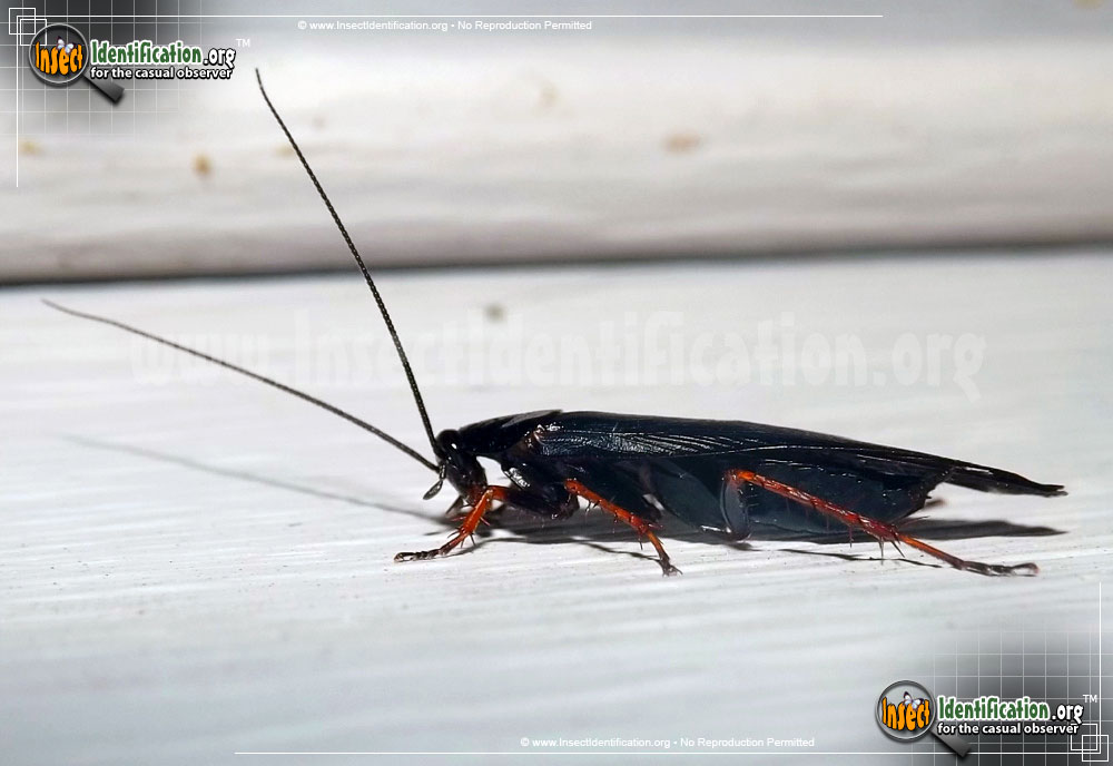 Full-sized image of the Dark-Wood-Cockroach