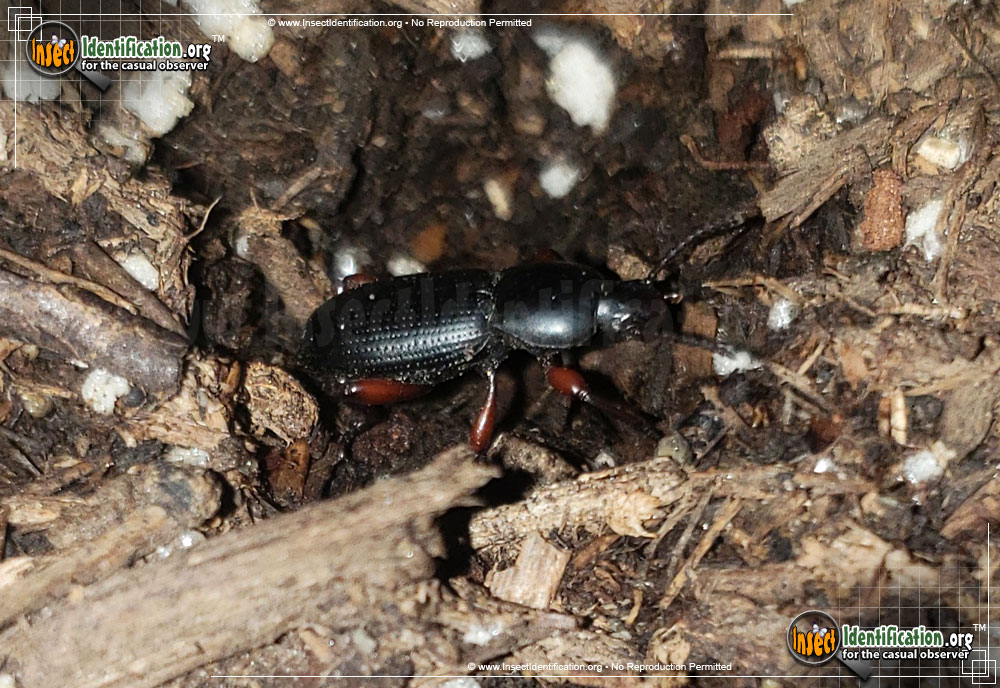 Full-sized image of the Darkling-Beetle-Argoporis