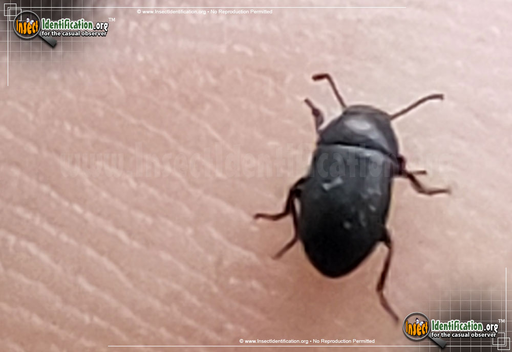 Full-sized image #2 of the Darkling-Beetle
