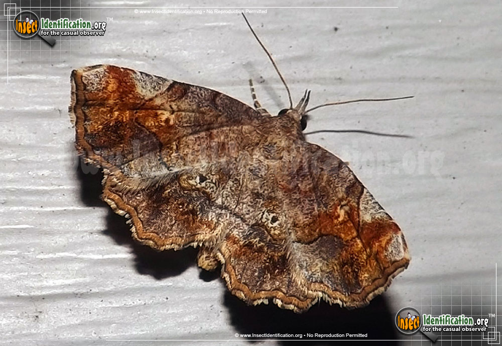 Full-sized image of the Decorated-Owlet-Moth
