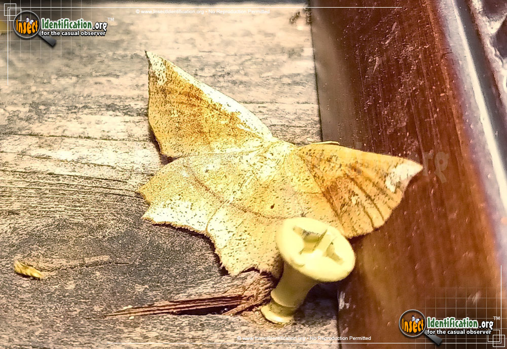 Full-sized image #2 of the Deep-Yellow-Euchlaena-Moth