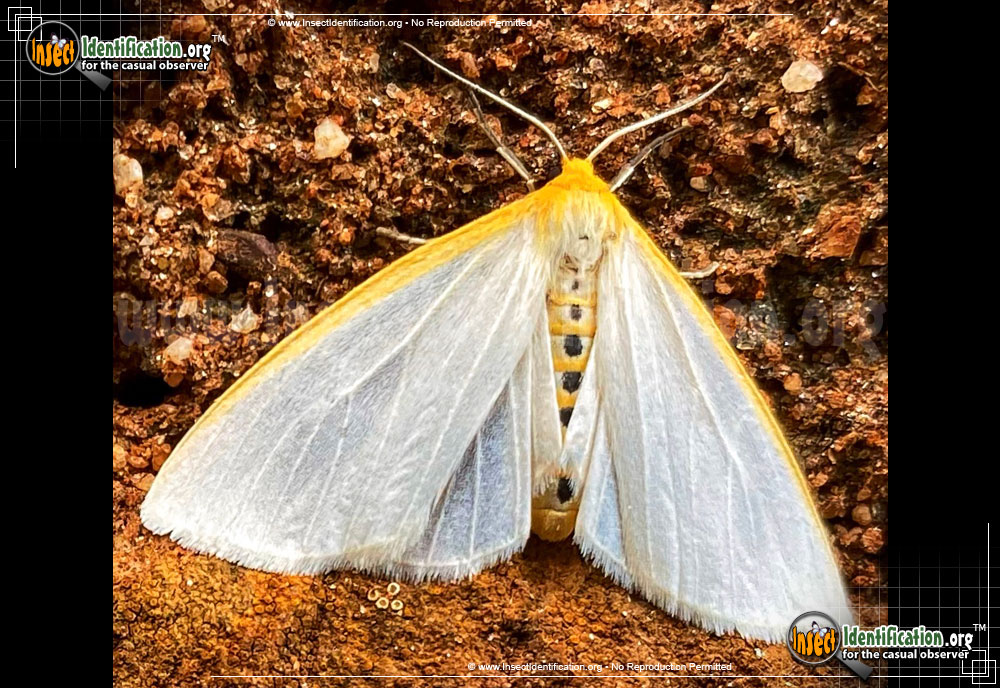 Full-sized image of the Delicate-Cycnia-Moth