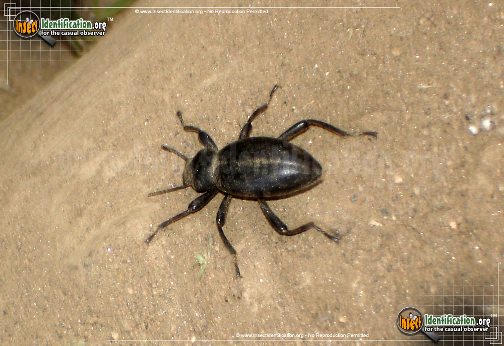 Full-sized image of the Dentate-Stink-Beetle