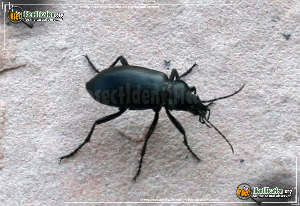 Full-sized image #2 of the Desert-Stink-Beetle