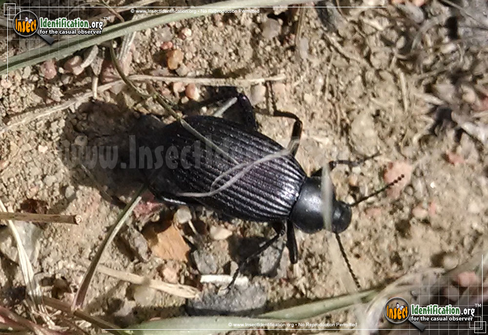 Full-sized image #3 of the Desert-Stink-Beetle