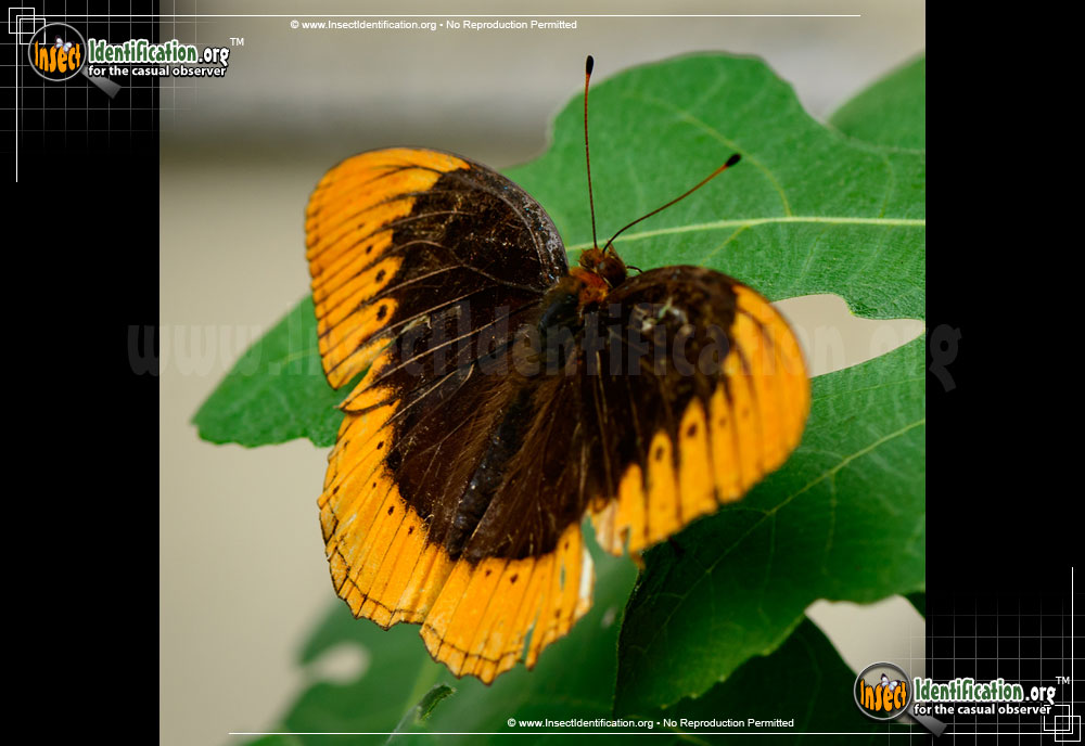 Full-sized image of the Diana-Fritilliary-Butterfly