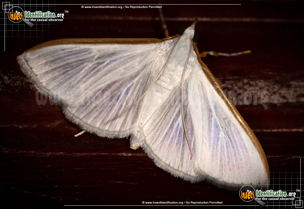 Full-sized image of the Diaphania-Costata-Moth