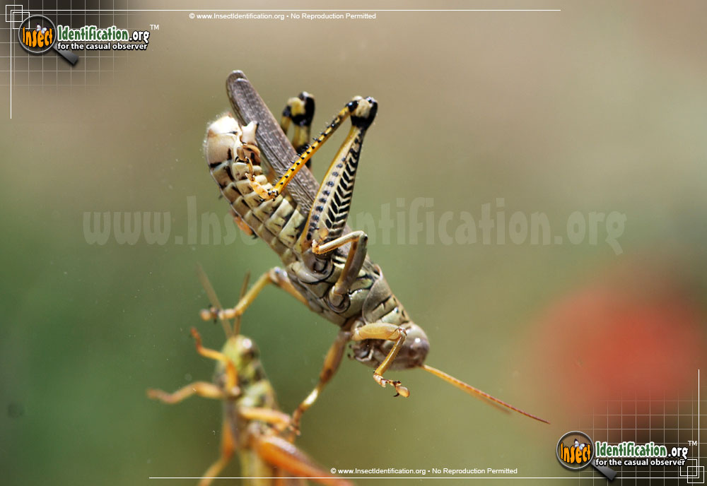 Full-sized image #5 of the Differential-Grasshopper