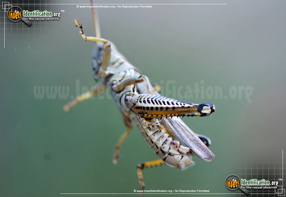 Full-sized image #4 of the Differential-Grasshopper