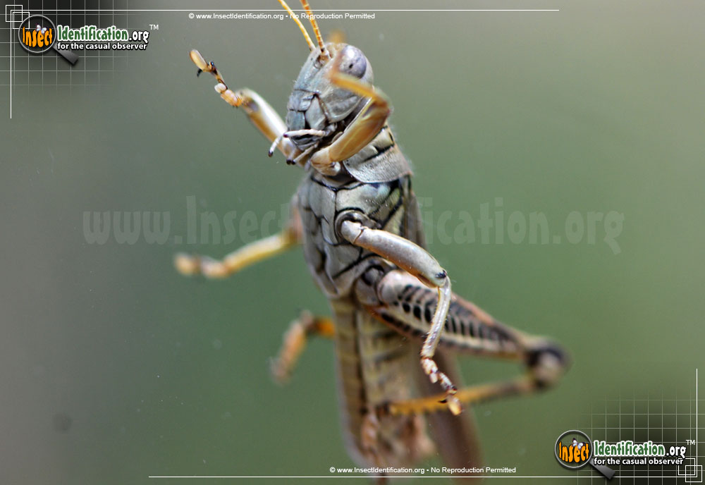 Full-sized image #9 of the Differential-Grasshopper