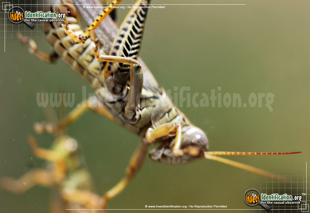 Full-sized image #8 of the Differential-Grasshopper