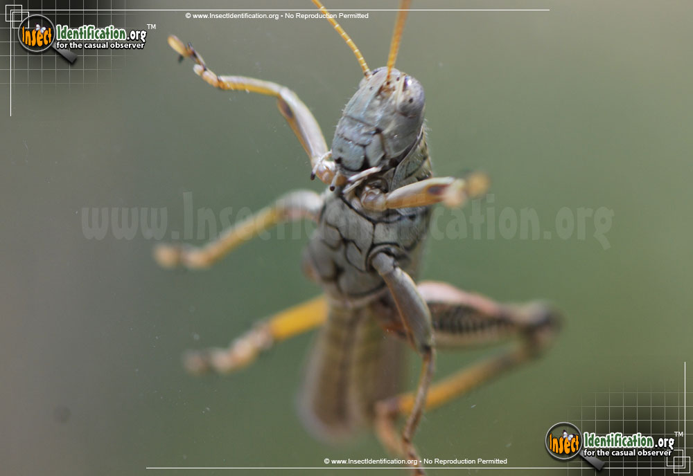 Full-sized image #7 of the Differential-Grasshopper
