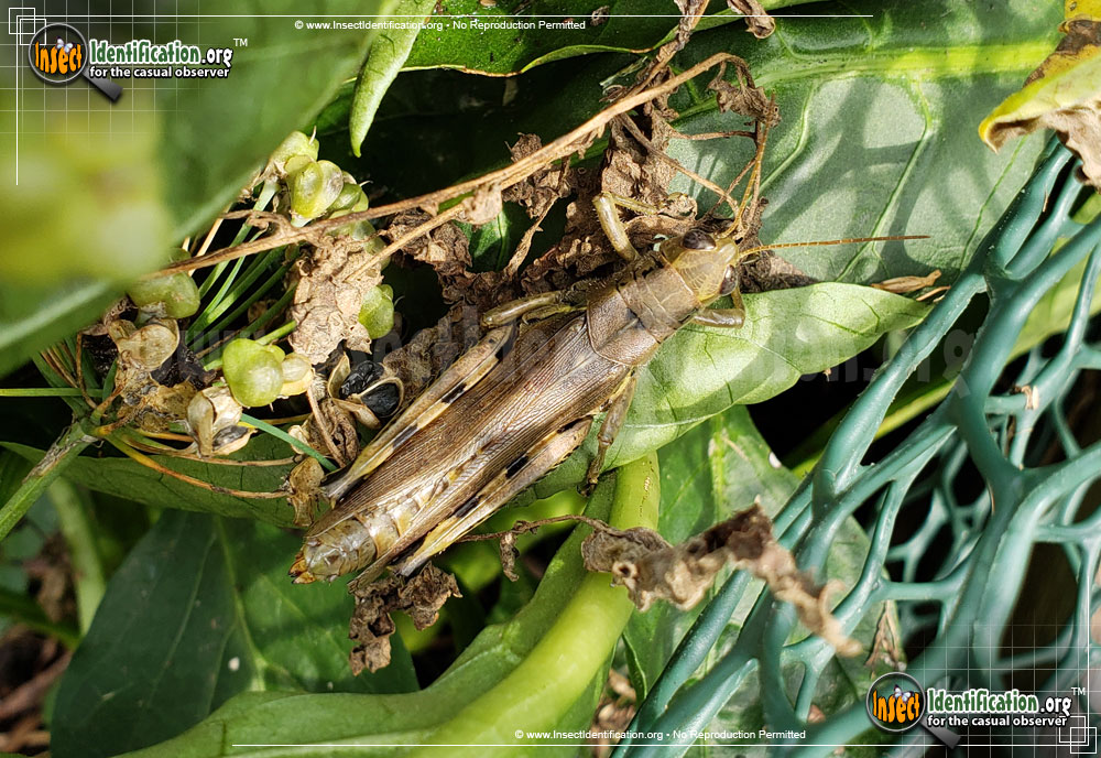 Full-sized image #3 of the Differential-Grasshopper