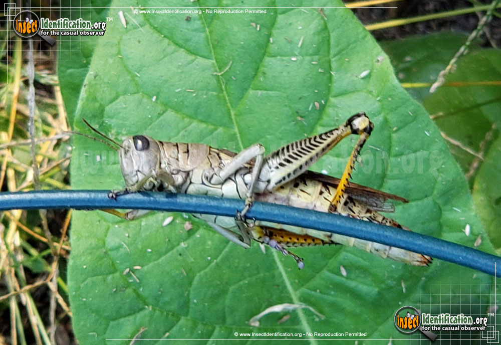 Full-sized image #2 of the Differential-Grasshopper