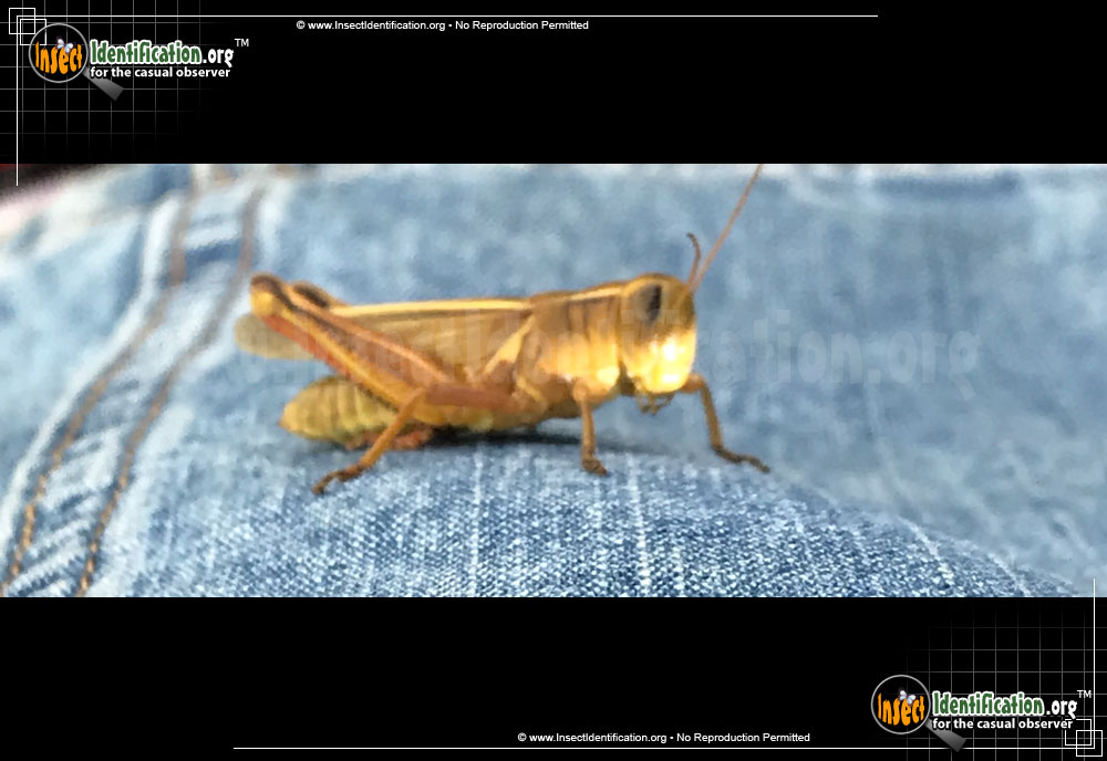 Full-sized image #6 of the Differential-Grasshopper