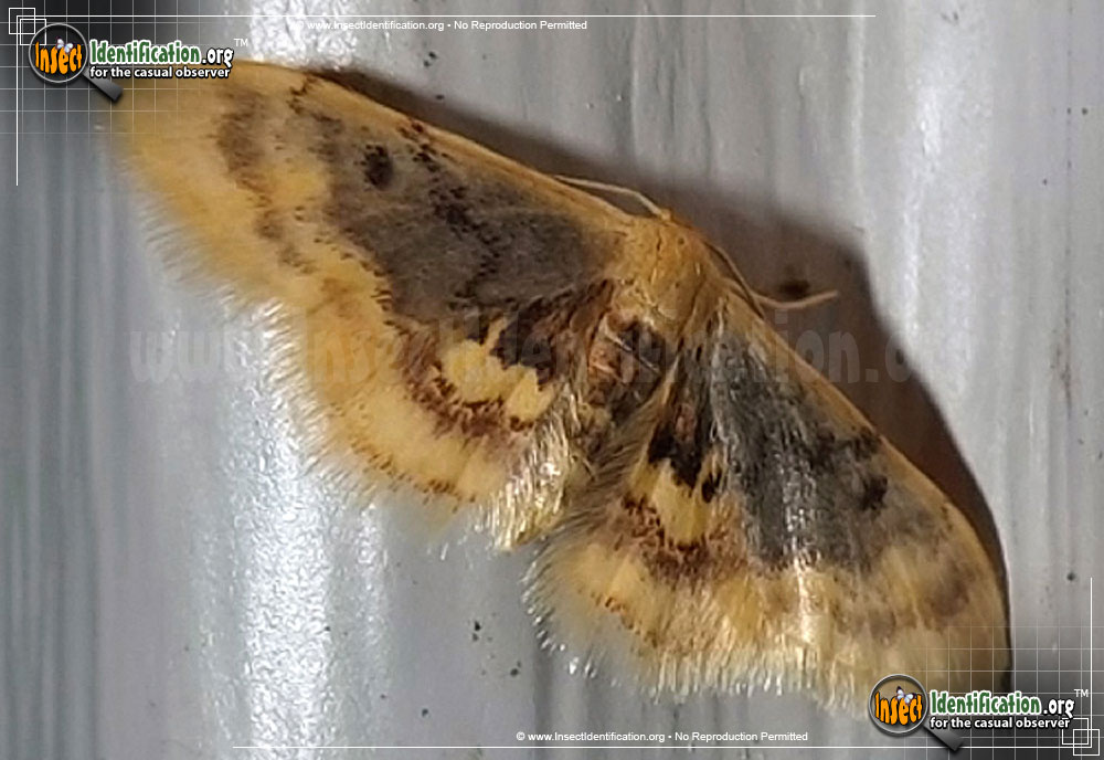 Full-sized image of the Diminutive-Wave-Moth