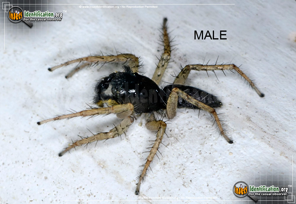 Full-sized image of the Dimorphic-Jumping-Spider