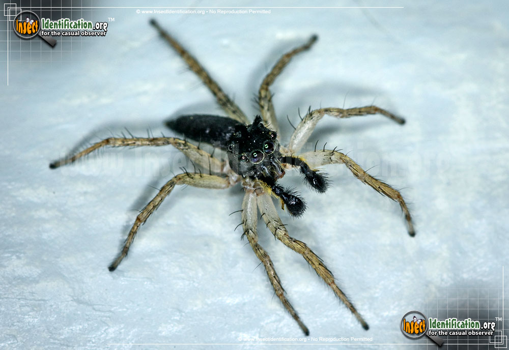 Full-sized image #2 of the Dimorphic-Jumping-Spider
