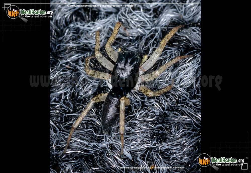 Full-sized image #3 of the Dimorphic-Jumping-Spider