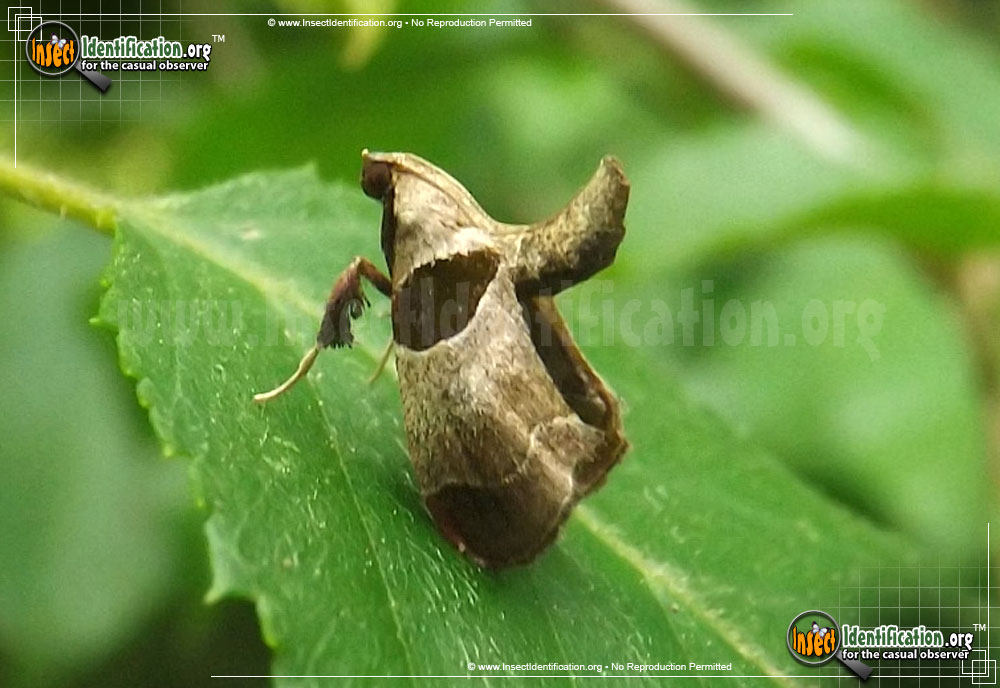 Full-sized image of the Dimorphic-Tosale-Moth
