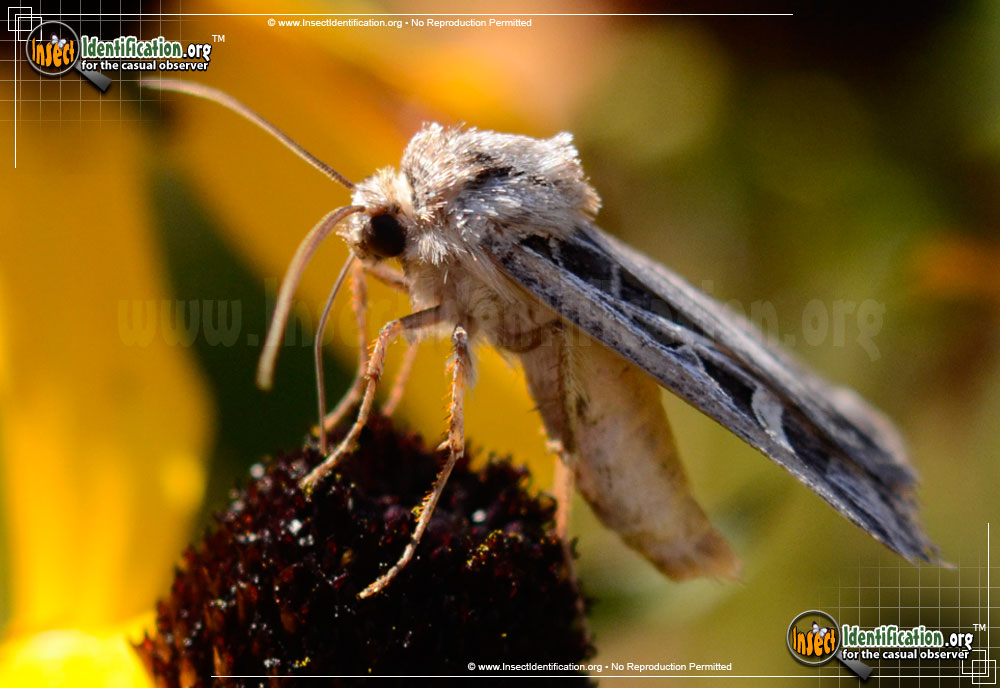 Full-sized image #3 of the Dingy-Cutworm-Moth