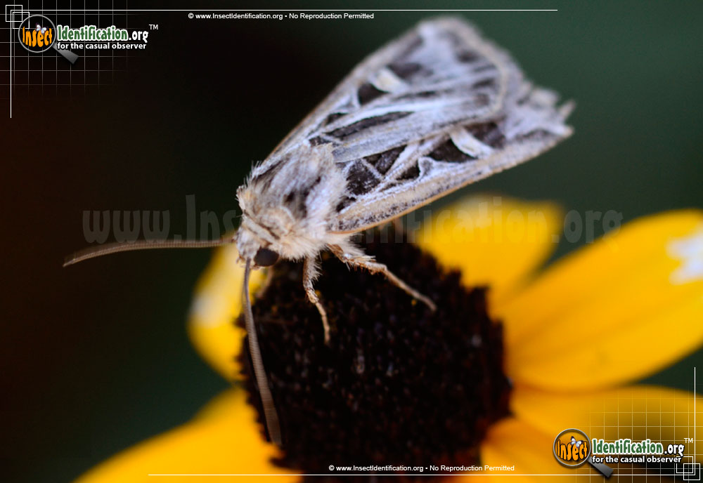 Full-sized image #2 of the Dingy-Cutworm-Moth