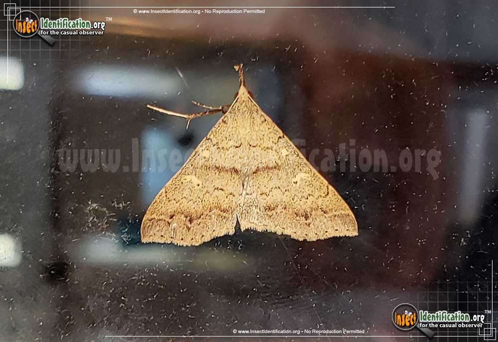 Full-sized image of the Discolored-Renia-Moth