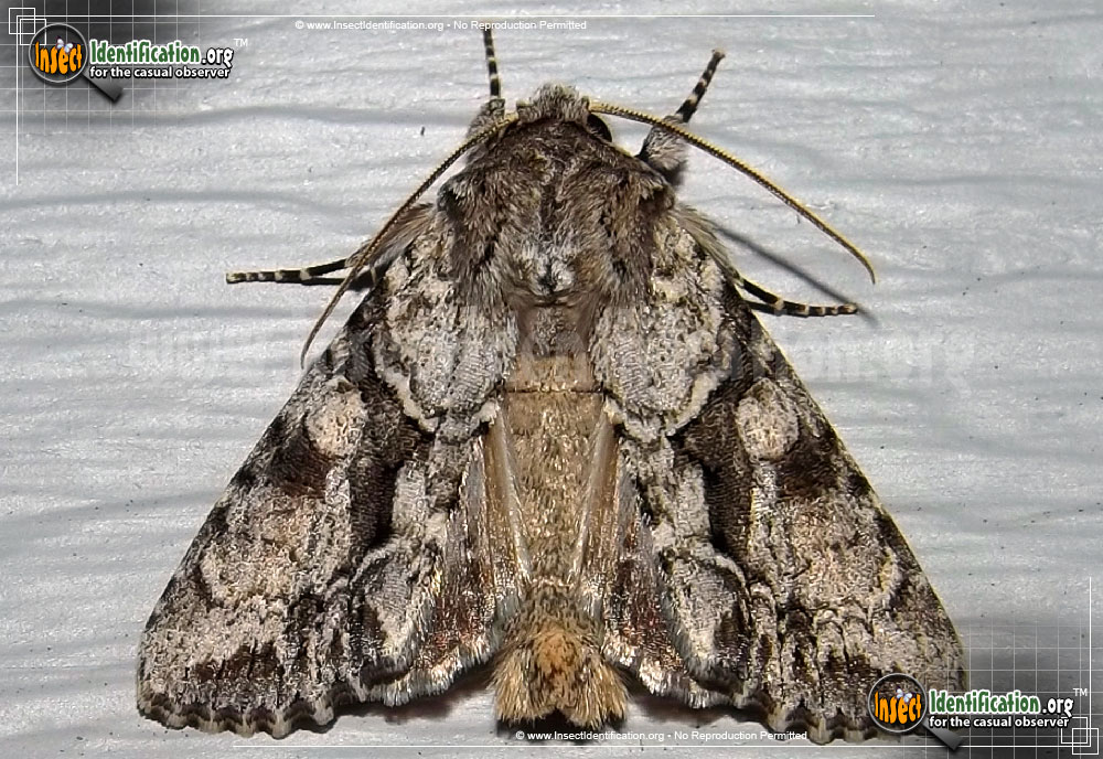 Full-sized image #2 of the Distinct-Quaker-Moth