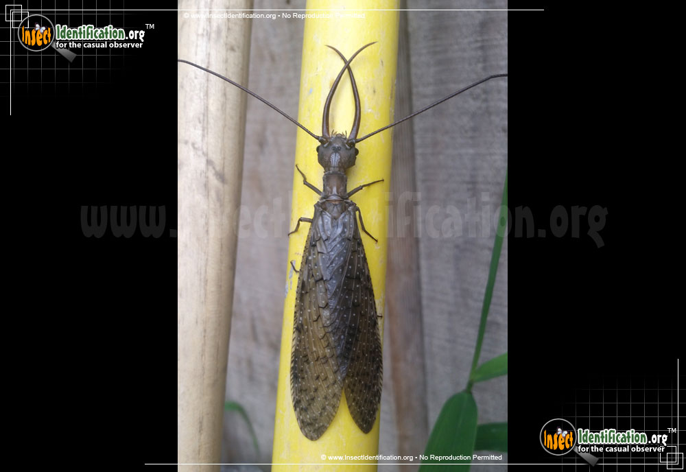 Full-sized image #5 of the Dobsonfly