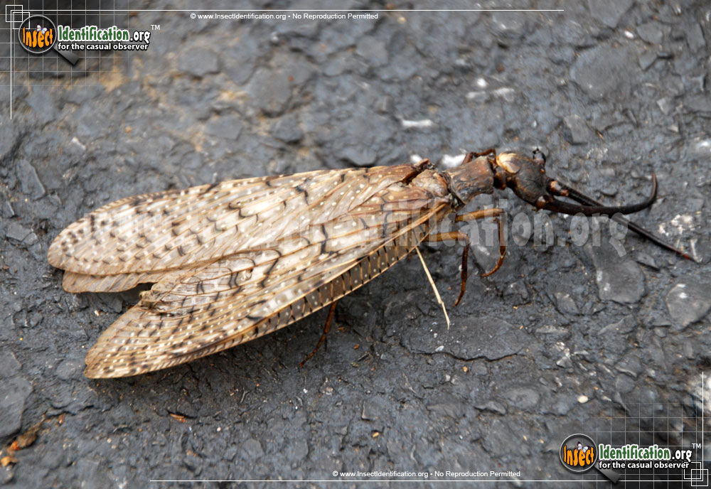 Full-sized image #10 of the Dobsonfly
