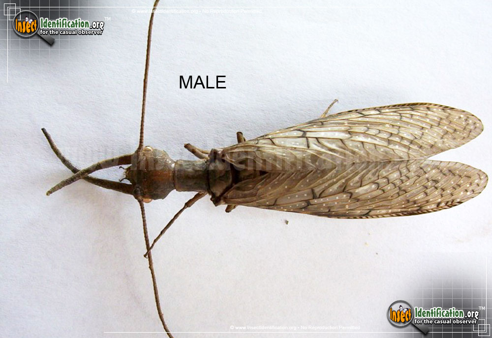 Full-sized image of the Dobsonfly