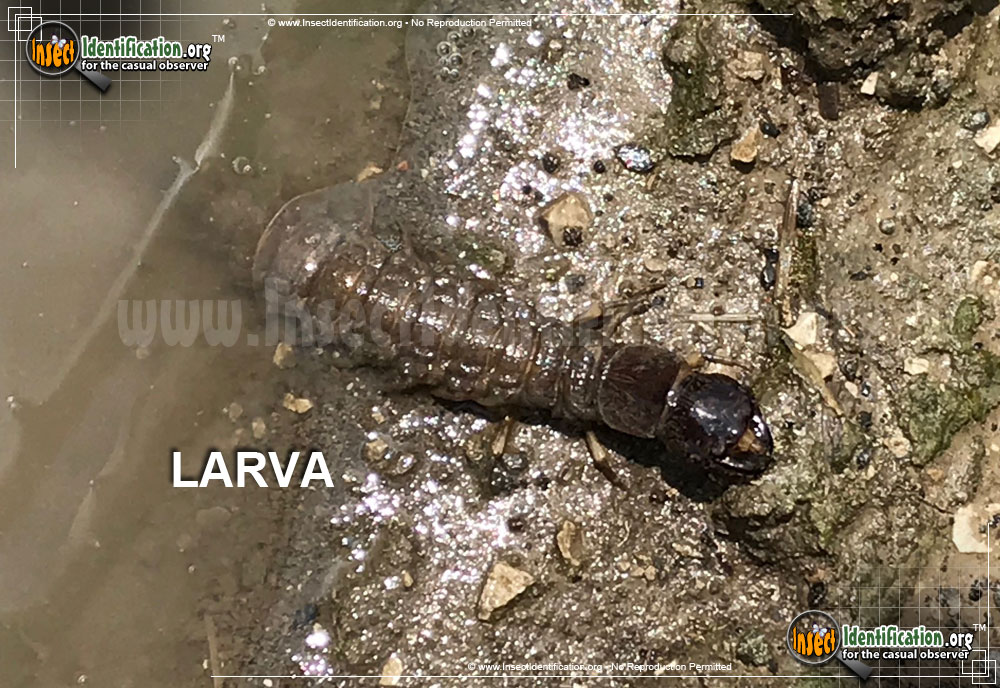 Full-sized image #11 of the Dobsonfly