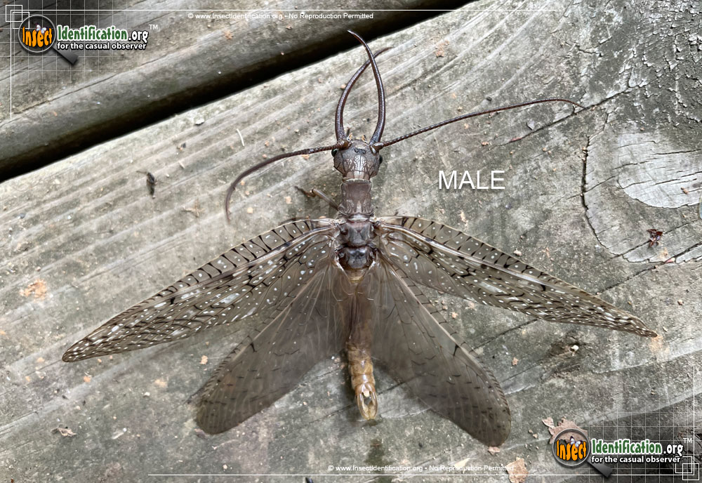 Full-sized image #4 of the Dobsonfly