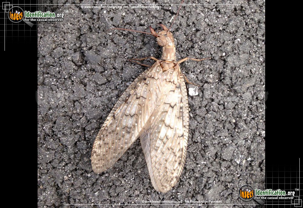 Full-sized image #8 of the Dobsonfly
