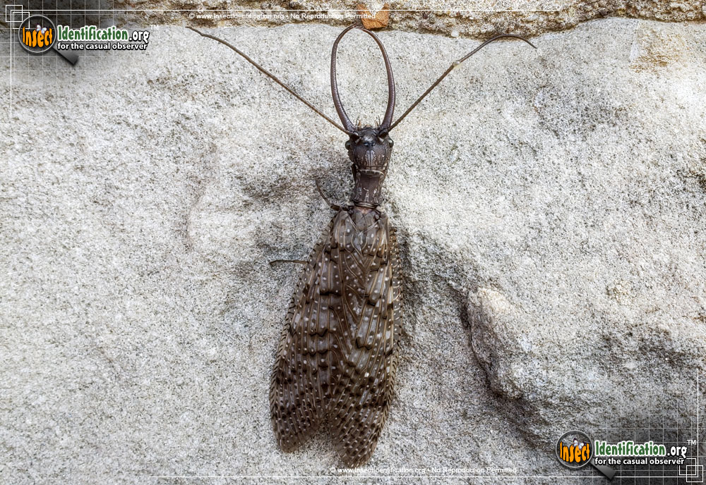Full-sized image #12 of the Dobsonfly