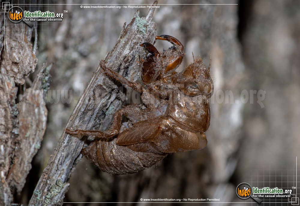 Full-sized image #11 of the Dog-Day-Cicada