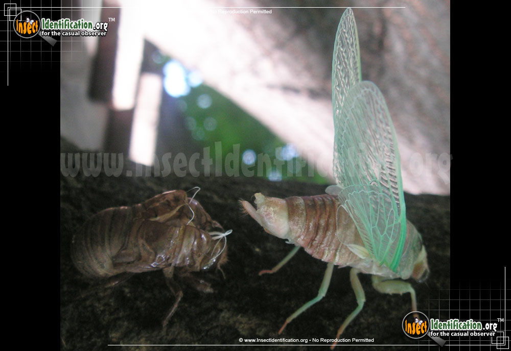 Full-sized image #8 of the Dog-Day-Cicada
