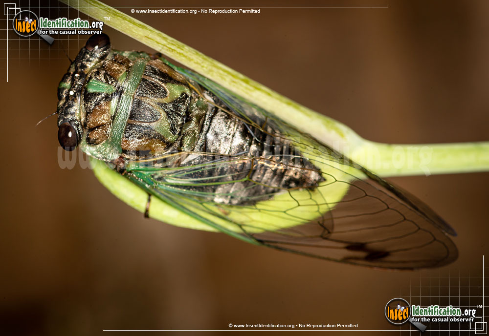 Full-sized image of the Dog-Day-Cicada