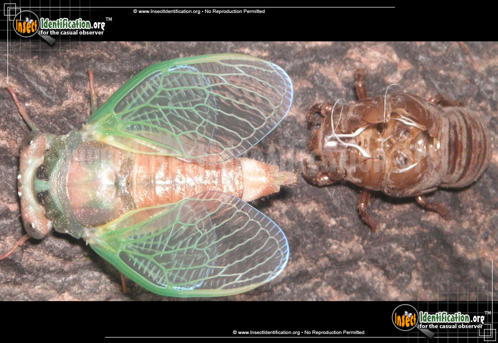 Full-sized image #9 of the Dog-Day-Cicada