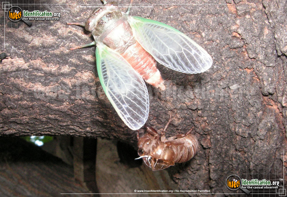 Full-sized image #10 of the Dog-Day-Cicada