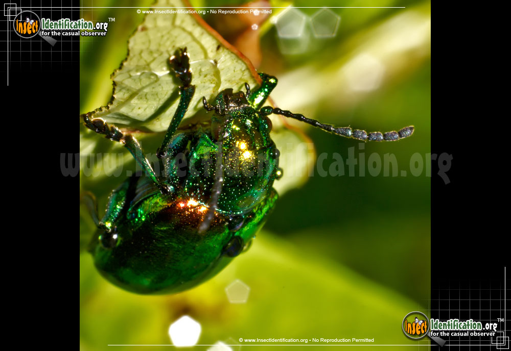 Full-sized image #2 of the Dogbane-Leaf-Beetle