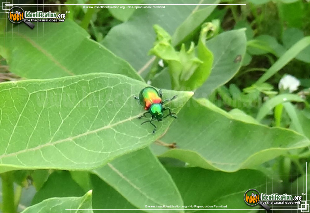 Full-sized image #4 of the Dogbane-Leaf-Beetle