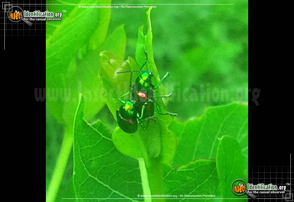 Full-sized image #5 of the Dogbane-Leaf-Beetle