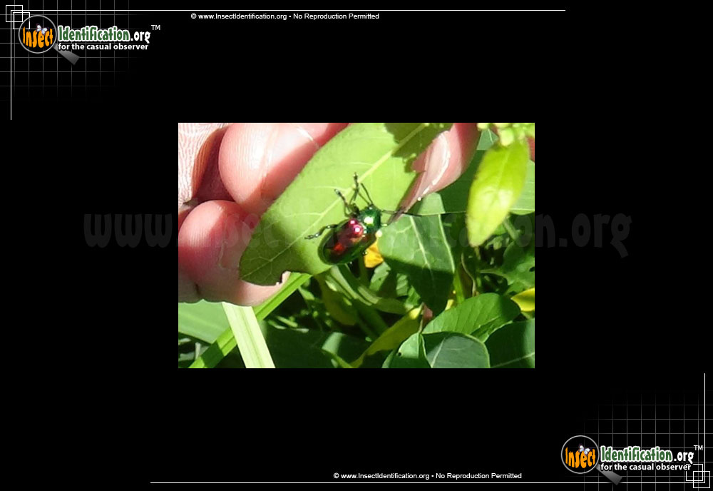 Full-sized image #3 of the Dogbane-Leaf-Beetle