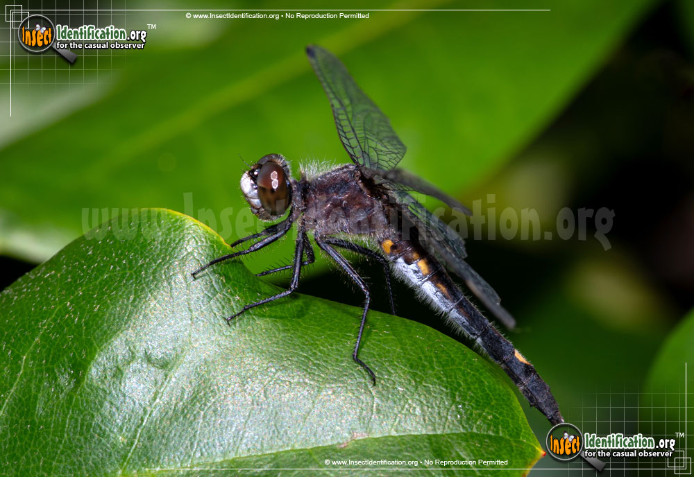 Full-sized image #3 of the Dot-Tailed-Whiteface-Dragonfly