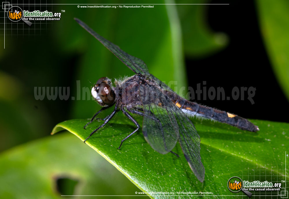 Full-sized image #2 of the Dot-Tailed-Whiteface-Dragonfly