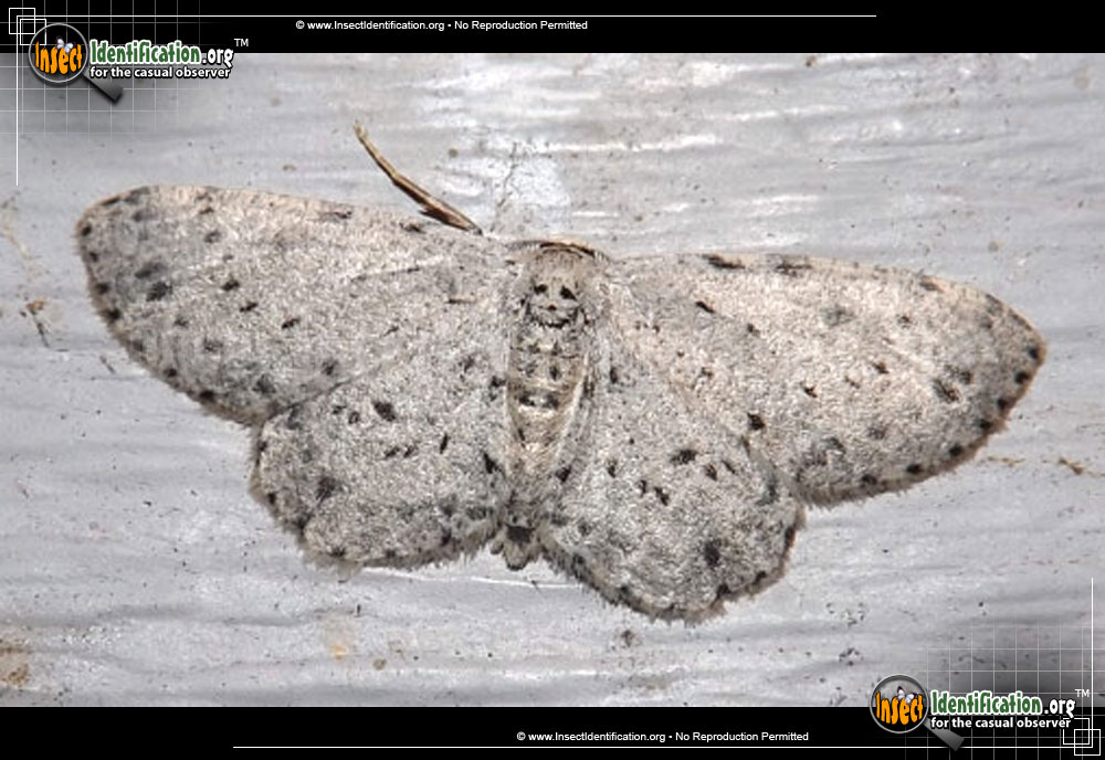 Full-sized image of the Dotted-Grey-Moth