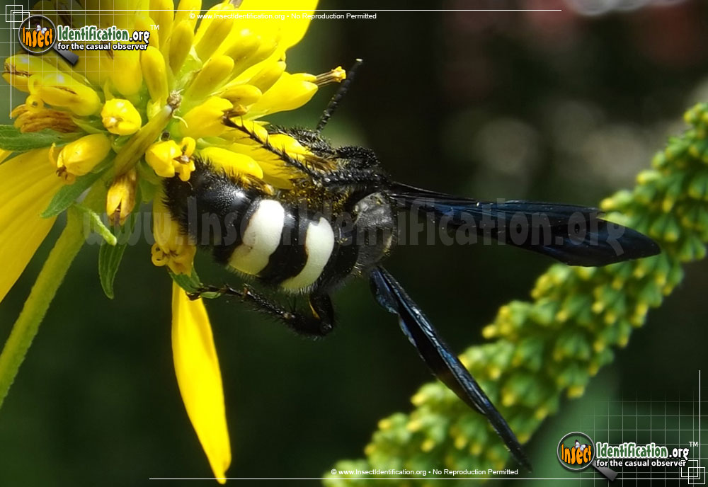 Full-sized image of the Double-Banded-Scoliid-Wasp