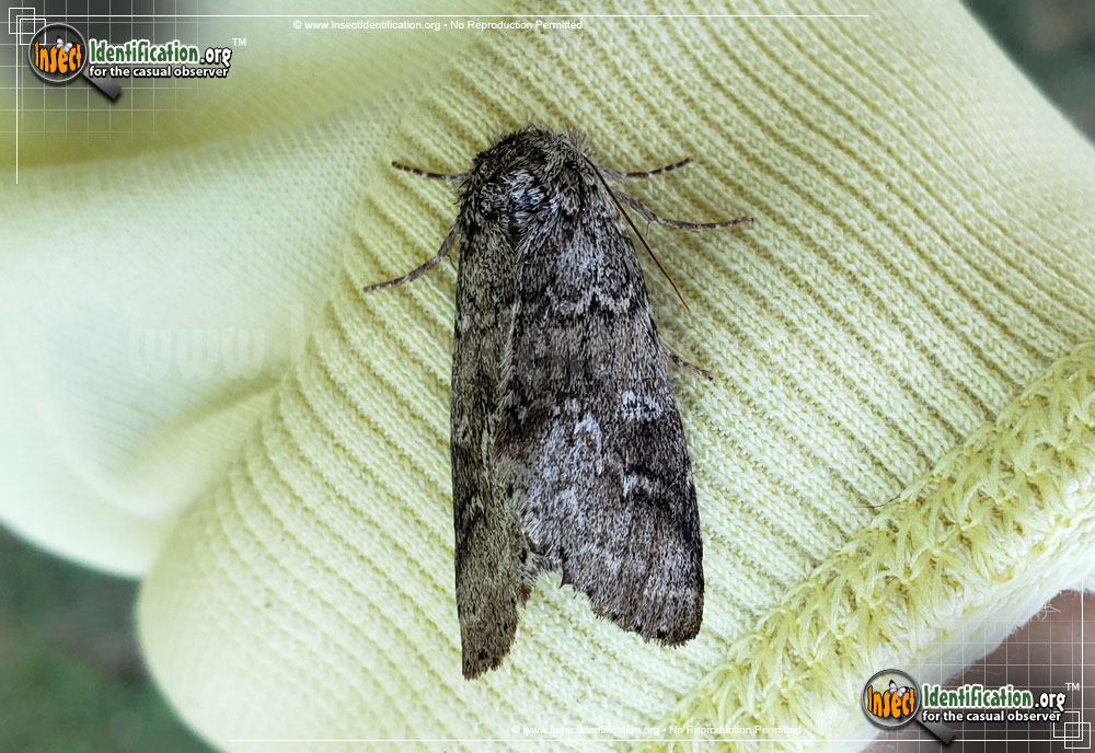 Full-sized image #5 of the Double-Lined-Prominent-Moth