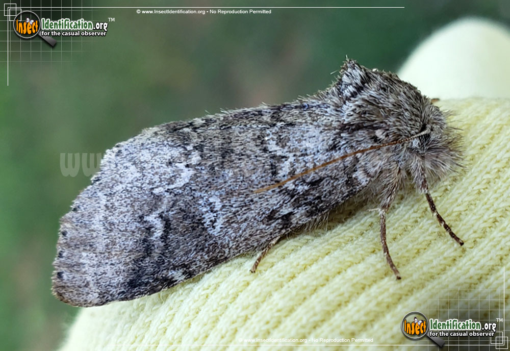 Full-sized image #4 of the Double-Lined-Prominent-Moth